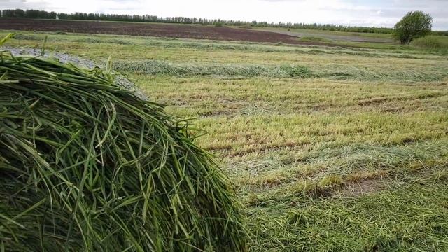 Прессуем рожь на сенаж смотреть онлайн