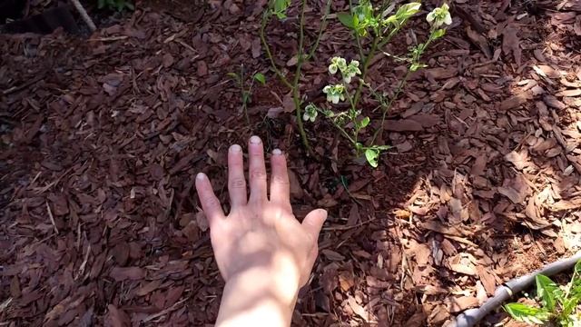 Заморозок изуродовал мои розы. И помогла ли Капля жизни. Получила и высадила голубику из Подворья. смотреть онлайн