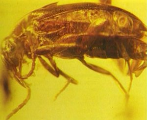 ПАЛЕОНТОЛОГИЧЕСКИЕ ДОКАЗАТЕЛЬСТВА ЭВОЛЮЦИИ