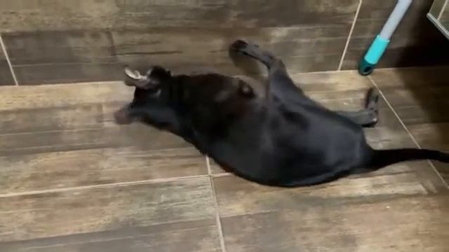 Как хлорка действует на кота! смотреть онлайн