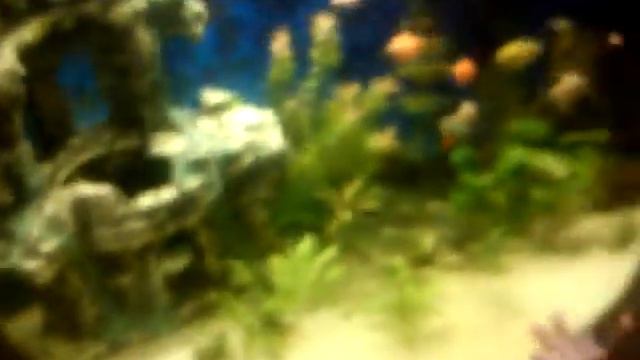 Ампулярии отложили икру смотреть онлайн