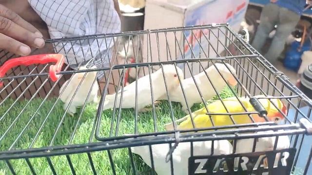 Lalukhet Birds Market latest price update | URDU\hindi | Mutahir Informative. смотреть онлайн