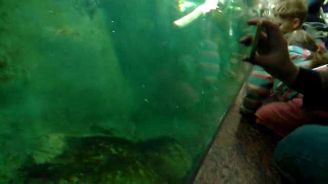 Как плавают пингвины смотреть онлайн