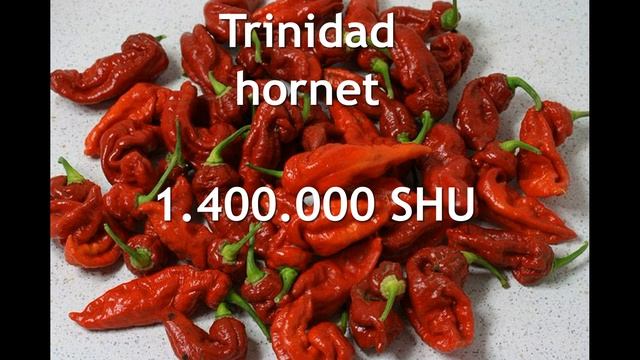 55 Новые семена острого перца 21.03.22 смотреть онлайн