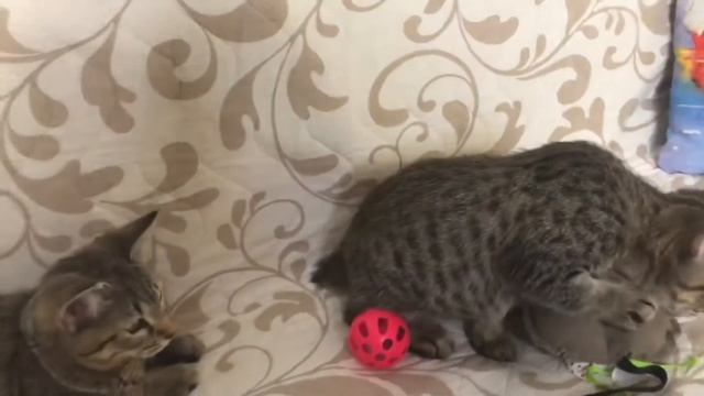 Комочек Котята Пиксибоб. Маленький комочек счастья от ПиксиХаус. смотреть онлайн