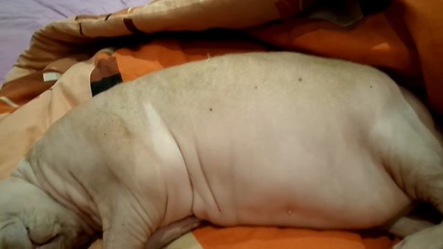 Катенька болеет постоянно лежит(((( смотреть онлайн