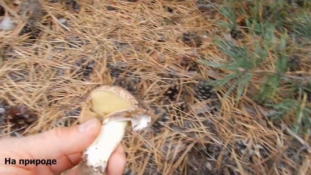 Сбор зеленушки, рядовки и маслят  За грибами в октябре