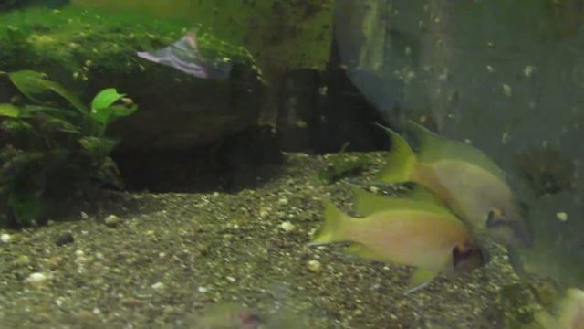 Неолампрологус гелиантус. Neolamprologus Helianthus