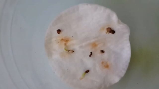 Посадка Хосты Микс из семян 2017 смотреть онлайн