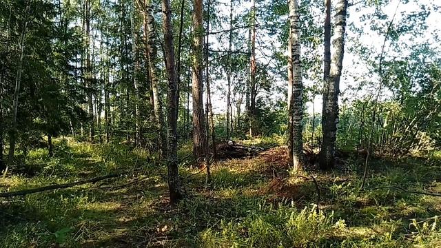 Утром в лесу. ч.1. Август 2023 смотреть онлайн