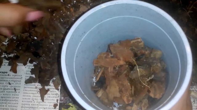 ПОСАДКА ДЕНДРОФАЛЕНОПСИСА. Комнатное цветоводство смотреть онлайн