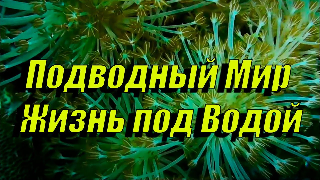 Подводный Мир Жизнь Под Водой