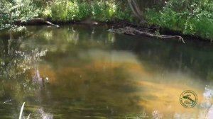 Рыбалка на ельца. Мушка комарик и способ ловли. Поиск ельца и отличные поклевки!!!