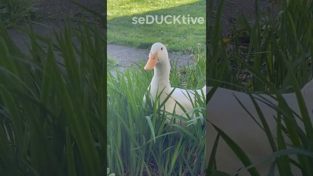 Emotional Support Duck #1 (existential crisis) смотреть онлайн