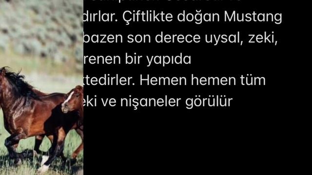 Mustang atları hakkında bilgi.. vahşi at.. wild horse.. the mustang.. kiger..cerbat.. pryor mountai смотреть онлайн