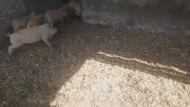 Поросята, породы венгерская мангалица? смотреть онлайн