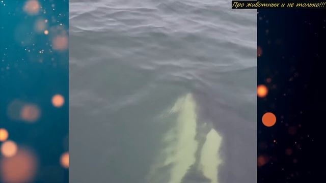 Плавая в море, рыбаки не ожидали, что из воды появятся ОНИ! Вот это им повезло! смотреть онлайн