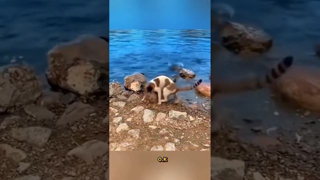 🤣💯🥰🥰 смотреть онлайн