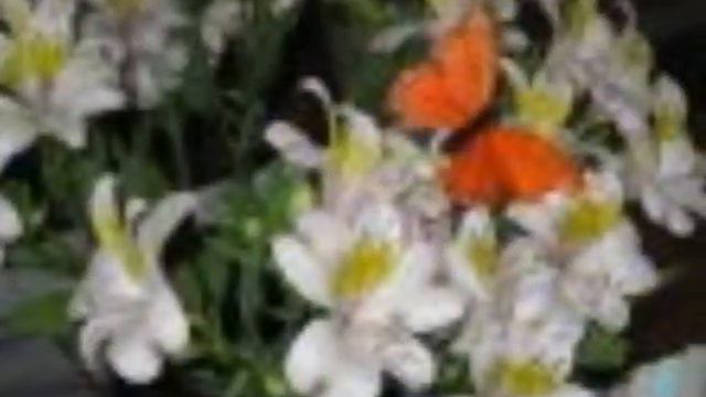 Натка Левчишина смотреть онлайн