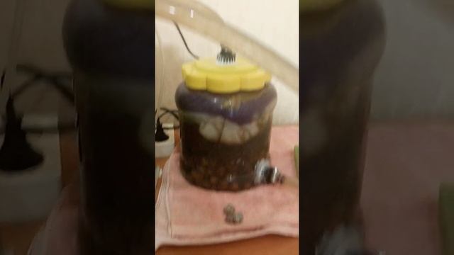 Аквариум. Из внутреннего фильтра-внешний смотреть онлайн