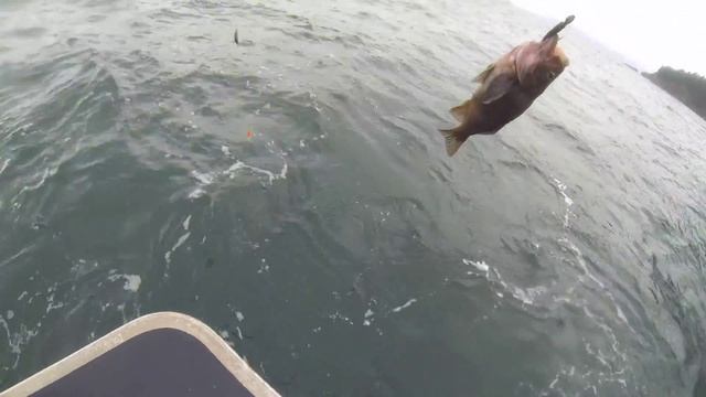 Океанская рыбалка на Аляске. Разделка палтуса. смотреть онлайн