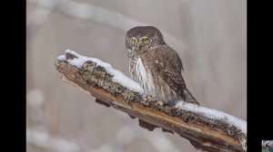 Голоса птиц: воробьиный сыч
