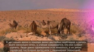 Звуки верблюда: какие звуки издаёт верблюд
