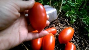 Томат Челнок на 25 августа