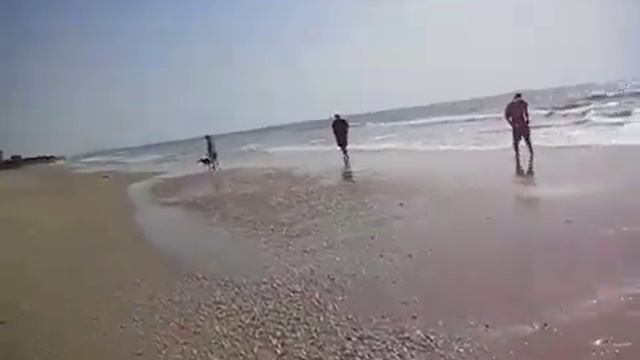 Щенок уиппета резвится на пляже | Лучшие породы борзых | Собаки-компаньоны, охотники и спортсмены смотреть онлайн