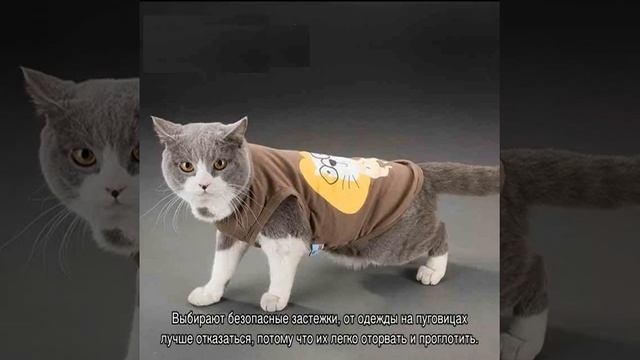 Одежда для кошек: выкройка и шитье своими руками смотреть онлайн