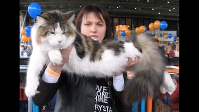 КОШКИ ГИГАНТЫ.САМЫЕ БОЛЬШИЕ ДОМАШНИЕ КОШКИ.ТОП САМЫХ БОЛЬШИХ КОШЕК МИРА.МЕЙН КУН СУПЕР КОШКИ. смотреть онлайн