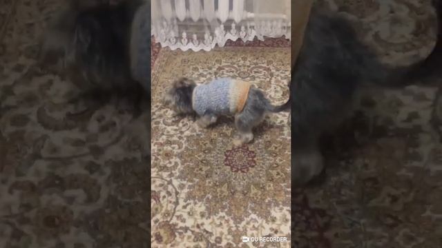 Моя собака грызёт тапок ?: Шок ? смотреть онлайн