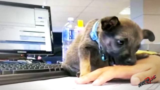 A small puppy fell into the hands of juvenile flayers. смотреть онлайн