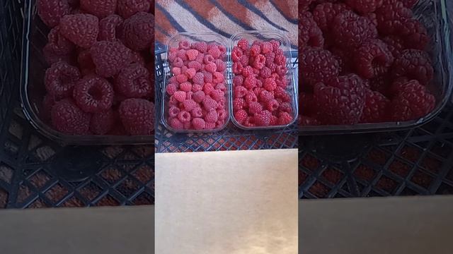 Малина Полонез, Маравилла, Мопема. смотреть онлайн