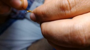 Учимся вязать мушки. Мушка на хариуса. Зебра.