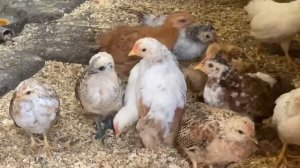 Карликовые куры. Разведение карликовых кур. Бентамки. Китайские шелковые куры