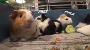 ВСЕ МОИ МОРСКИЕ СВИНКИ// СВИНКИ с МОРЯ