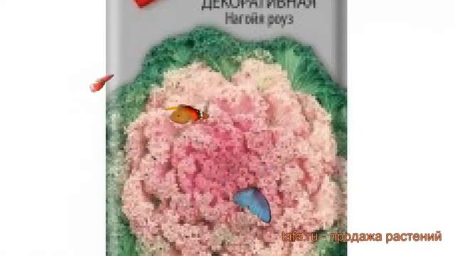 Капуста декоративная Нагойя роуз (nagoyya rouz) ? обзор: как сажать, семена капусты Нагойя роуз смотреть онлайн