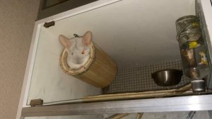 Самый популярный звук шиншилл. Почему шиншилла кричит по ночам?  |Звуки шиншилл. Часть 2|