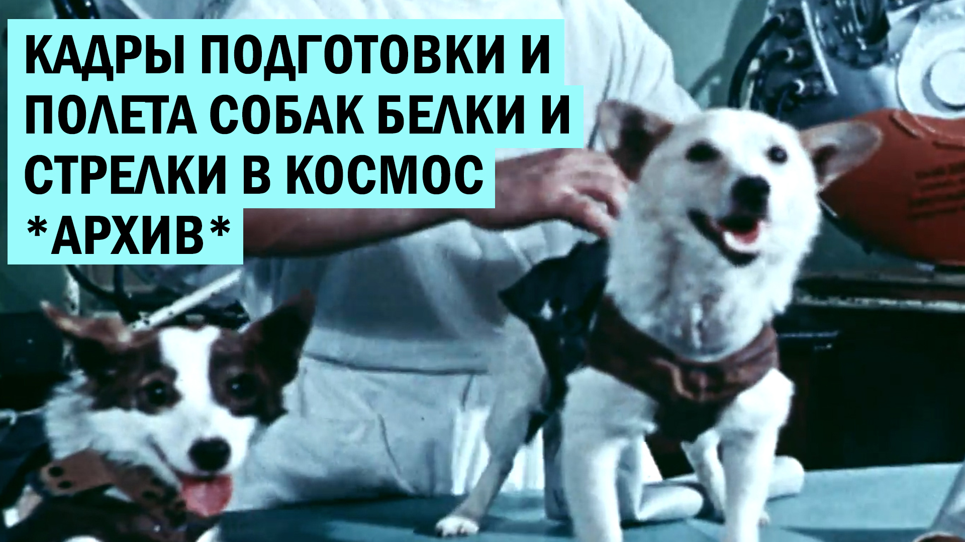 Кадры подготовки и полета собак Белки и Стрелки в космос *АРХИВ* смотреть онлайн