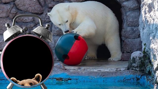 Как выжить при встрече с медведем в лесу смотреть онлайн