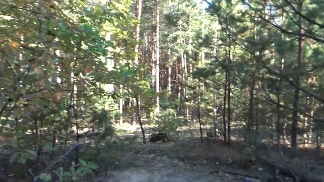 За белыми грибами Новые грибные места. Неожиданно услышал... смотреть онлайн