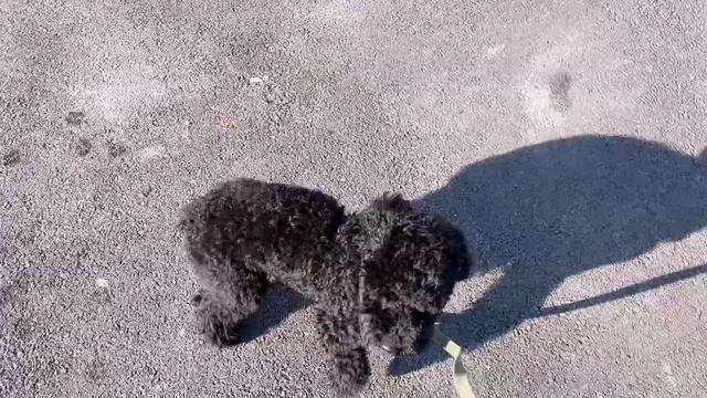 Дождевик для собаки своими руками по видео Дарина Свит/ПУДЕЛЬ/Vlog смотреть онлайн