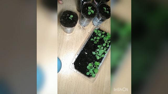 Пикировка петунии. Газания взошла лесом. Выбрасываю маточники смотреть онлайн