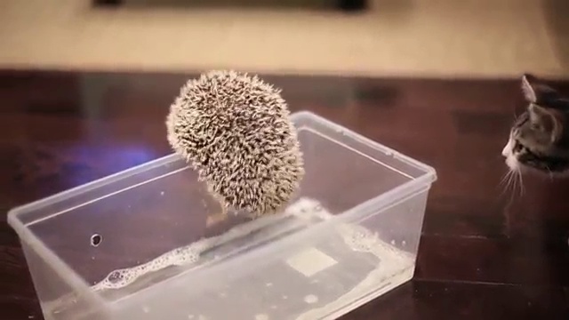 Котенок впервые увидел маленького ежа смотреть онлайн