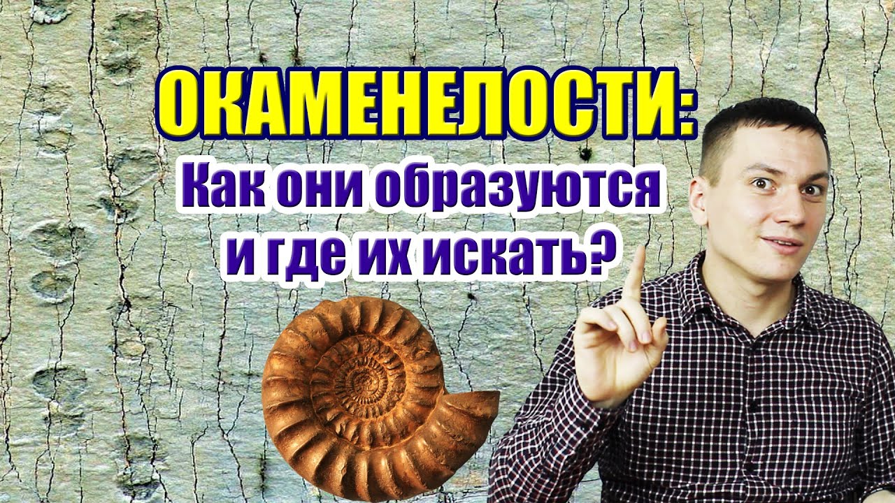 Окаменелости: как они образуются и где их искать? Введение в историю. Часть III смотреть онлайн