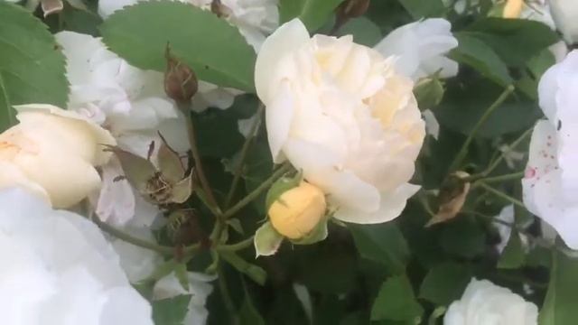 Роза ПЕРЕПУТУАЛЛИ ЙОРС (Perpetually Yours) смотреть онлайн