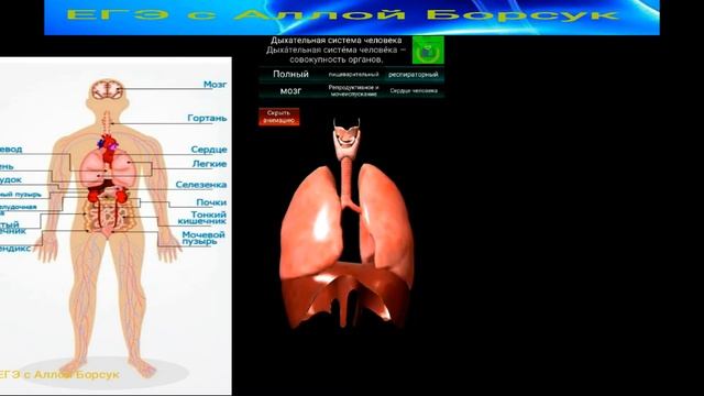 Внутренние органы человека в 3 D. Анатомия человека.Подготовка к ЕГЭ по биологии смотреть онлайн