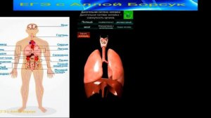 Внутренние органы человека в 3 D. Анатомия человека.Подготовка к ЕГЭ по биологии