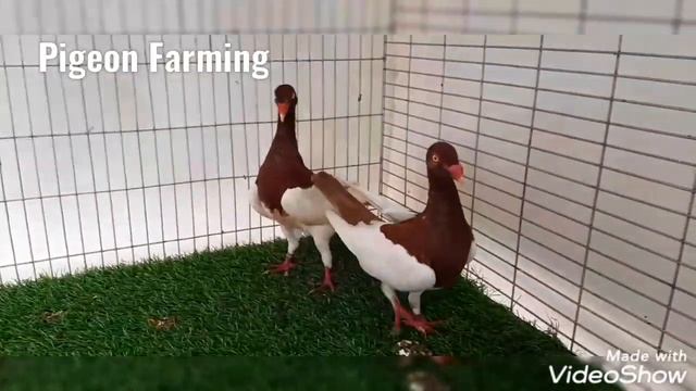 Danish pigeon setup all color | Pigeon farming in Faisalabad | WhatsApp 0314 3070555 смотреть онлайн